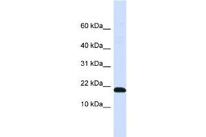 WB Suggested Anti-DNAJC25-GNG10 Antibody Titration:  0. (DNAJC25-GNG10 antibody  (N-Term))