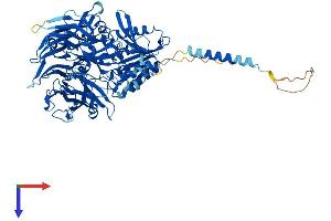DPP10 Protein (AA 1-797) (His tag)