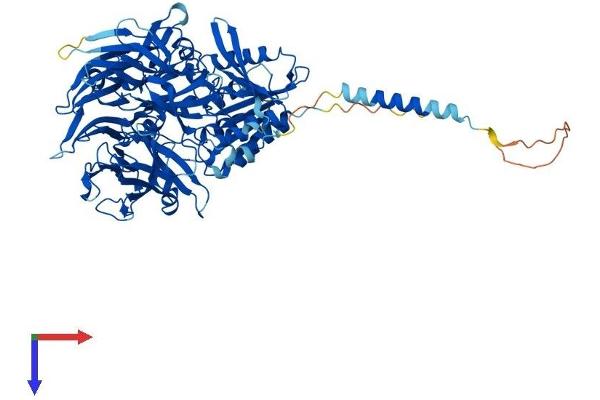 DPP10 Protein (AA 1-797) (His tag)