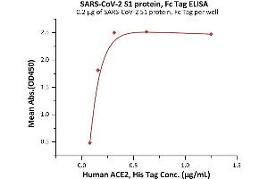 Immobilized SARS-CoV-2 S1 protein, Fc Tag (ABIN6992403) at 2 μg/mL (100 μL/well) can bind Human ACE2, His Tag (ABIN6952618,ABIN6952641) with a linear range of 0.