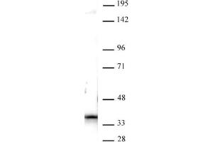 Nucleophosmin antibody (pAb) tested by Western blot. (NPM1 antibody  (C-Term))