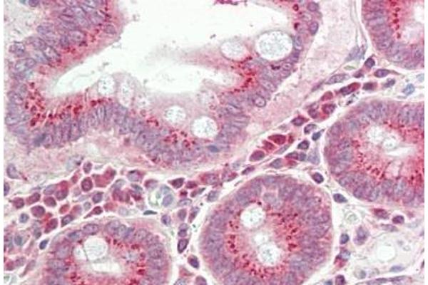 RPS12 antibody  (AA 15-44)