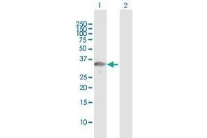 Western Blot analysis of TOMM34 expression in transfected 293T cell line by TOMM34 MaxPab polyclonal antibody.
