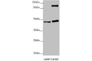Western blot All lanes: AURKA antibody at 2 μg/mL Lane 1: NIH/3T3 whole cell lysate Lane 2: HT29 whole cell lysate Secondary Goat polyclonal to rabbit IgG at 1/10000 dilution Predicted band size: 46 kDa Observed band size: 46, 110 kDa (Aurora A antibody  (AA 1-131))
