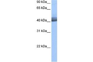 RBM4 antibody used at 0.