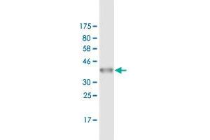 Western Blotting (WB) image for anti-14-3-3 zeta (YWHAZ) (AA 51-150) antibody (ABIN521446)
