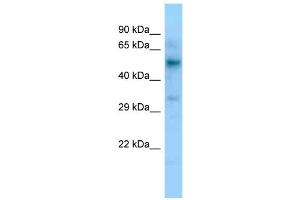 WB Suggested Anti-LIPC Antibody Titration: 1.