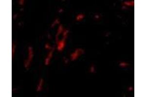 Immunofluorescence of CDCA8 in rat kidney tissue with AP30218PU-N CDCA8 antibody at 20 μg/ml. (CDCA8 antibody  (N-Term))