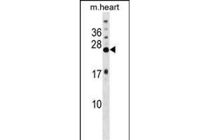 KCNIP4 Antibody (N-term) (ABIN1539647 and ABIN2848467) western blot analysis in mouse heart tissue lysates (35 μg/lane). (KCNIP4 antibody  (N-Term))
