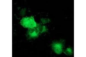 Anti-MAPRE2 mouse monoclonal antibody (ABIN2454553) immunofluorescent staining of COS7 cells transiently transfected by pCMV6-ENTRY MAPRE2 (RC200259). (MAPRE2 antibody)