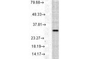 HO 1, human cell line mix copy. (HMOX1 antibody)