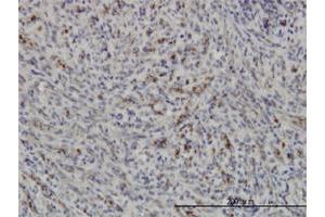Immunoperoxidase of monoclonal antibody to PRKAA1 on formalin-fixed paraffin-embedded human spleen. (PRKAA1 antibody  (AA 451-550))