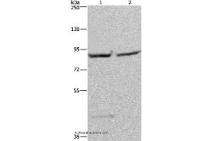 Western blot analysis of 293T and Hela cell, using GYS1 Polyclonal Antibody at dilution of 1:400 (Glycogen Synthase 1 antibody)