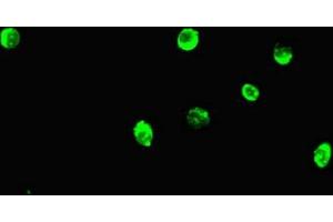 Immunofluorescent analysis of Hela cells using ABIN7165797 at dilution of 1:100 and Alexa Fluor 488-congugated AffiniPure Goat Anti-Rabbit IgG(H+L)