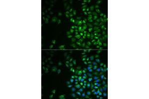 Immunofluorescence (IF) image for anti-Polymerase (DNA Directed), gamma 2, Accessory Subunit (POLG2) (AA 216-485) antibody (ABIN6145894)