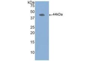 Detection of Recombinant ACTb using Polyclonal Antibody to Beta Actin (ACTB) (beta Actin antibody  (AA 1-375))