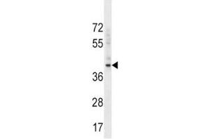 Western Blotting (WB) image for anti-BMI1 Polycomb Ring Finger Oncogene (BMI1) (AA 257-286) antibody (ABIN3028509)