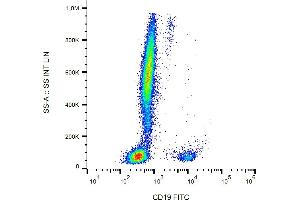 Flow cytometry analysis (surface staining) of human peripheral blood cells with anti-human CD19 (LT19) FITC. (CD19 antibody  (FITC))