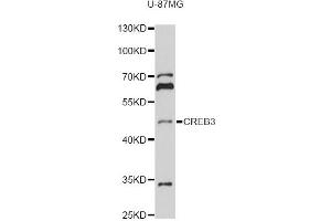 Western blot analysis of extracts of U-87MG cells, using CREB3 antibody (ABIN6291021) at 1:1000 dilution. (CREB3 antibody)