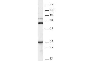 GLYR1 antibody (pAb) tested by Western blot 20 μg of HEK293 nuclear extract was run on SDS-PAGE and probed with antibody at a dilution of 1:500. (GLYR1 antibody  (C-Term))