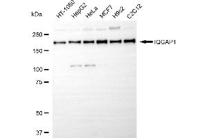 Western blotting analysis using IQGAP1 antibody (ABIN7799121).