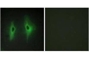Immunofluorescence (IF) image for anti-Diacylglycerol Kinase, eta (DGKH) (AA 771-820) antibody (ABIN2889661) (DGKH antibody  (AA 771-820))