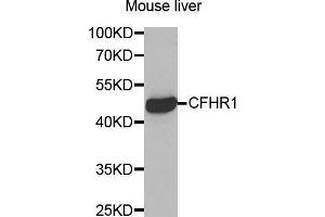 Western Blotting (WB) image for anti-Complement Factor H-Related 1 (CFHR1) (AA 151-330) antibody (ABIN3016581)