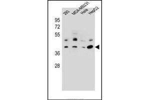 Western blot analysis in 293, MDA-MB231, Hela, HepG2 cell line lysates (35 mg/lane) using RRAGC Antibody (Center) Cat.