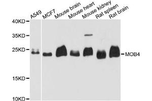 Western blot analysis of extracts of various cell lines, using MOB4 antibody. (MOBKL3 antibody)