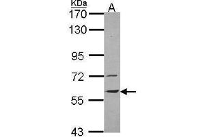 WB Image Sample (30 ug of whole cell lysate) A: H1299 7. (VNN1 antibody)