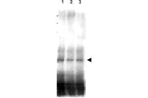 Western blot using  affinity purified anti-S. (CD151 antibody  (AA 26-35))