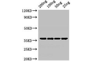 Western Blot Positive WB detected in Recombinant protein All lanes: GAPDH antibody at 3 μg/mL Secondary Goat polyclonal to rabbit IgG at 1/50000 dilution predicted band size: 36 kDa observed band size: 36 kDa (GAPDH antibody  (AA 2-333))