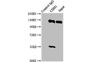 Immunoprecipitating CDH1 in HEK293 whole cell lysate Lane 1: Rabbit control IgG instead of ABIN7146195 in HEK293 whole cell lysate.