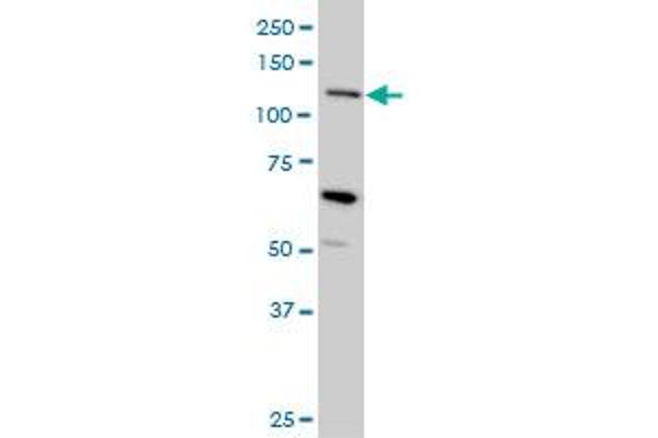 MUC4 antibody  (AA 79-188)