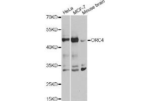 Western blot analysis of extracts of various cell lines, using ORC4 antibody.
