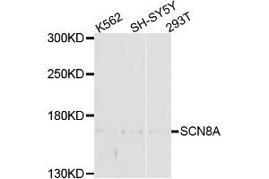 Western blot analysis of extracts of various cell lines, using SCN8A antibody (ABIN4905099) at 1:1000 dilution.