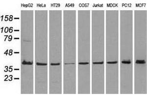 Western blot analysis of extracts (35 µg) from 9 different cell lines by using anti-MAPK1 monoclonal antibody. (ERK2 antibody)