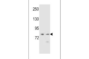 PCDHA9 Antibody (N-term) (ABIN656099 and ABIN2845442) western blot analysis in NCI-,K562 cell line lysates (35 μg/lane). (PCDHA9 antibody  (N-Term))