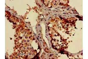 Immunohistochemistry of paraffin-embedded human testis tissue using ABIN7160920 at dilution of 1:100 (NDUFB3 antibody  (AA 2-65))