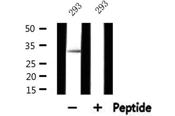MRPL15 antibody  (Internal Region)