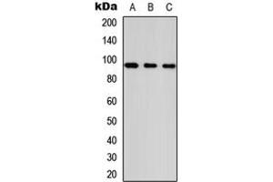 Western blot analysis of ANKRD20A1 expression in HeLa (A), NS-1 (B), PC12 (C) whole cell lysates. (ANKRD20A1 antibody  (Center))