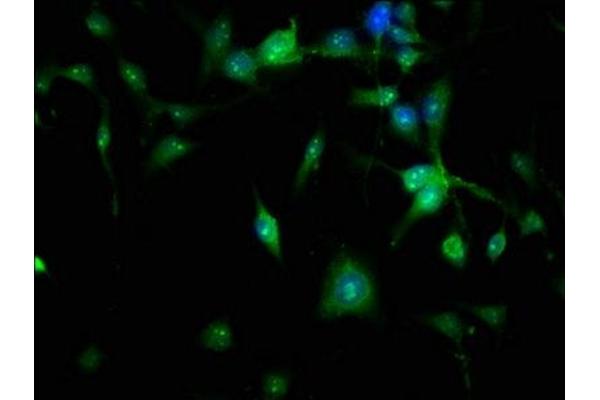 NTAN1 antibody  (AA 219-310)