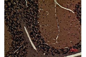 Immunohistochemistry (IHC) analysis of paraffin-embedded Rat Brain, antibody was diluted at 1:100.
