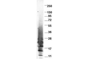 Image no. 1 for anti-Interleukin 13 (IL13) antibody (ABIN401065) (IL-13 antibody)