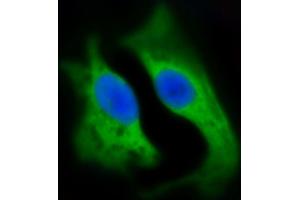 Immunofluorescent analysis of 4 % paraformaldehyde-fixed, 0. (HSD17B10 antibody  (AA 14-48))
