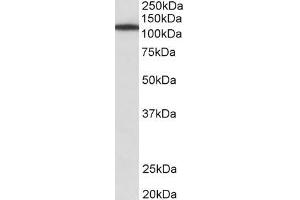 ABIN870635 (1µg/ml) staining of NIH3T3 lysate (35µg protein in RIPA buffer). (Myosin IB antibody  (Internal Region))