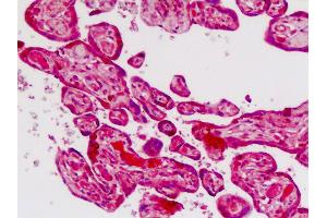 Human Placenta: Formalin-Fixed, Paraffin-Embedded (FFPE) (Cadherin 9 antibody  (AA 701-729))