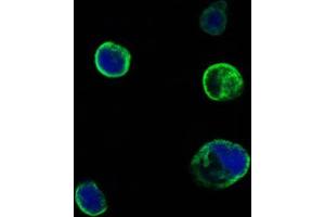 Confocal immunofluorescence analysis of HEK293 cells trasfected with extracellular MUSK (aa24-209)-hIgGFc using MUSK mouse mAb (green). (MUSK antibody  (AA 24-209))