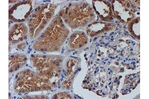 Immunohistochemical staining of paraffin-embedded Human Kidney tissue using anti-NUBPL mouse monoclonal antibody.