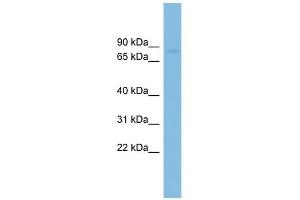 RAI16 antibody used at 1 ug/ml to detect target protein. (FAM160B2 antibody  (N-Term))